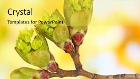  Presentation with bud - PPT theme featuring blossoming buds on tree background and a yellow colored foreground