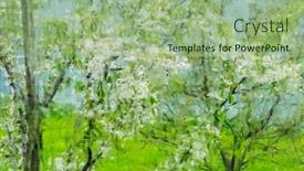  Presentation with cherry - Presentation theme enhanced with blossoming-cherry-tree-through-wet background and a mint green colored foreground