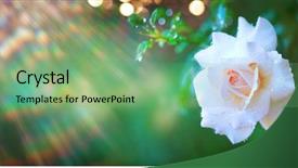  Presentation with nature design - Amazing presentation design having blossoming flower art design wide backdrop and a seafoam green colored foreground