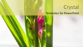  Presentation with season - Beautiful PPT theme featuring blossoming-flower-hyachint-in-spring backdrop and a yellow colored foreground