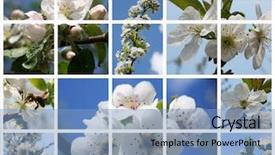  Presentation with sacred geometry symbol collage - Beautiful theme featuring older gentleman wearing arabic headdress backdrop and a gray colored foreground