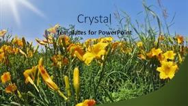  Presentation with yellow orange - Beautiful presentation theme featuring blossoming garden yellow and orange lilies in the spring in southern park backdrop and a light blue colored foreground