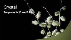  Presentation with branch - Amazing PPT layouts having blossoming-goat-willow-branch-isolated backdrop and a black colored foreground