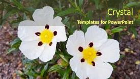  Presentation with rock - Cool new slides with blossoming-gum-rock-rose backdrop and a tawny brown colored foreground