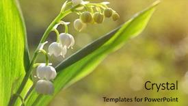  Presentation with lily - Presentation enhanced with blossoming lilly of the valley background and a gold colored foreground
