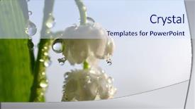  Presentation with water lily - Presentation with blossoming lilly of the valley background and a sky blue colored foreground