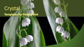  Presentation with lily flower - PPT theme consisting of blossoming-lily-of-the-valley background and a tawny brown colored foreground