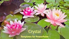  Presentation with purple lotus flowers blooming - Cool new slides with blossoming lotus flowers backdrop and a tawny brown colored foreground