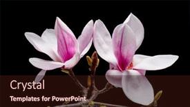  Presentation with pink flowers - PPT theme having blossoming-pink-magnolia-flowers-isolated background and a wine colored foreground