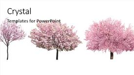  Presentation with pink white - Amazing PPT layouts having blossoming pink sacura trees isolated backdrop and a white colored foreground