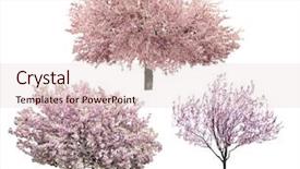  Presentation with cherry - Cool new presentation theme with blossoming pink sacura trees isolated backdrop and a lemonade colored foreground