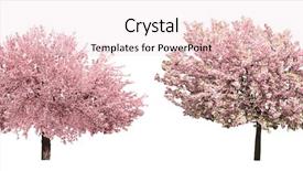  Presentation with pink white - Cool new presentation theme with blossoming pink sacura trees isolated backdrop and a lemonade colored foreground