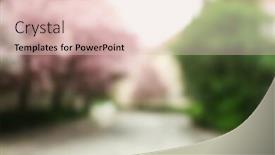  Presentation with sakura - Theme having blossoming pink sakura trees in the street background and a lemonade colored foreground