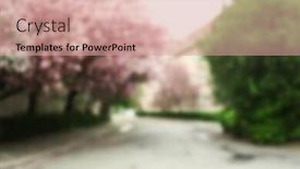  Presentation with sakura - Cool new presentation design with blossoming pink sakura trees in the street backdrop and a coral colored foreground