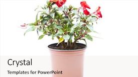  Presentation with azalea - PPT theme consisting of blossoming plant of azalea in flowerpot isolated on white background and a lemonade colored foreground