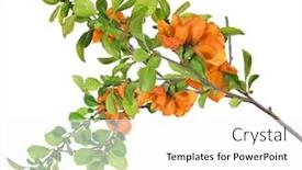  Presentation with pomegranate - Amazing presentation having blossoming-pomegranate-branch-isolated backdrop and a white colored foreground