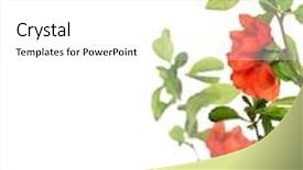  Presentation with corner - Slide deck consisting of blossoming pomegranate branches corner isolated background and a white colored foreground