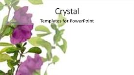  Presentation with corner - Cool new slide set with blossoming pomegranate branches corner isolated backdrop and a white colored foreground