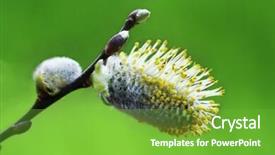  Presentation with willow tree - Audience pleasing presentation design consisting of blossoming pussy-willow backdrop and a  colored foreground