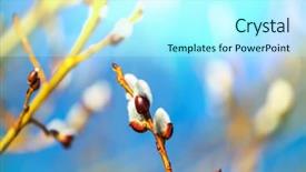  Presentation with willow tree - Amazing slide set having blossoming pussy-willow backdrop and a arctic colored foreground