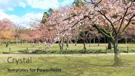  Presentation with japan sakura - Presentation theme consisting of blossoming-sakura-in-koishikawa-korakuen background and a yellow colored foreground