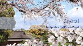 Presentation with japan sakura - PPT layouts having blossoming-sakura-in-koishikawa-korakuen background and a sky blue colored foreground
