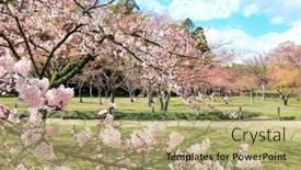  Presentation with japan sakura - Slide set consisting of blossoming-sakura-in-koishikawa-korakuen background and a yellow colored foreground