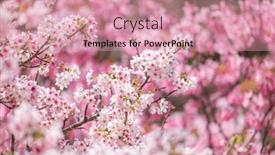  Presentation with sakura - PPT layouts featuring blossoming-sakura-trees-in-full background and a coral colored foreground