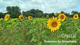  Presentation with sunflowers - Presentation design having blossoming-sunflowers-in-the-fields background and a tawny brown colored foreground