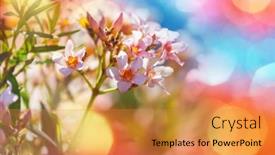  Presentation with forest beautiful spring nature - Presentation design having blossoming-tree-in-spring-garden background and a gold colored foreground