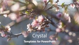  Presentation with spring tree - Colorful presentation enhanced with blossoming-tree-in-spring-garden backdrop and a gray colored foreground