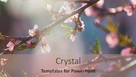  Presentation with tree spring flowers apple flowers - Amazing presentation theme having blossoming-tree-in-spring-garden backdrop and a coral colored foreground