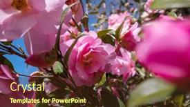  Presentation with spring tree - Theme with blossoming-tree-in-spring-garden background and a  colored foreground