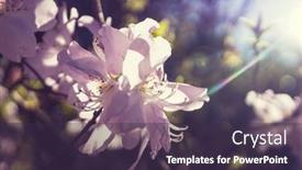  Presentation with spring tree - PPT layouts enhanced with blossoming-tree-in-spring-garden background and a  colored foreground