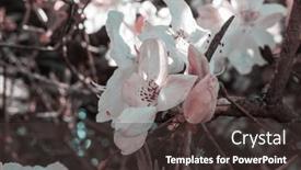  Presentation with spring tree - Theme consisting of blossoming-tree-in-spring-garden background and a  colored foreground