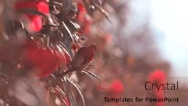  Presentation with spring tree - 