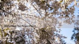  Presentation with spring tree - 