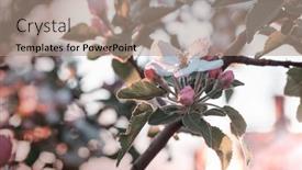  Presentation with spring tree - 