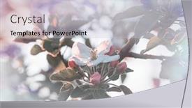  Presentation with spring tree - 