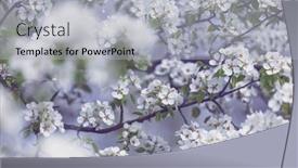  Presentation with spring tree - 