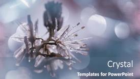  Presentation with spring tree - 