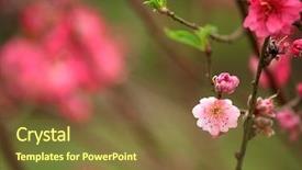  Presentation with chinese new year - Presentation theme with cherry blossoms for chinese new background and a tawny brown colored foreground