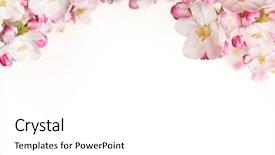  Presentation with free - Slides enhanced with blossoms on white background free background and a white colored foreground