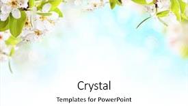  Presentation with free - PPT theme consisting of blossoms on white background free background and a white colored foreground