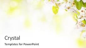  Presentation with free - Colorful theme enhanced with blossoms on white background free backdrop and a white colored foreground