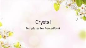  Presentation with free herbarium - Audience pleasing slides consisting of blossoms on white background free backdrop and a cream colored foreground