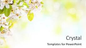  Presentation with free - Beautiful slides featuring blossoms on white background free backdrop and a white colored foreground