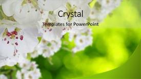  Presentation with blurred flowers - Slide set consisting of blossoms over blurred nature background spring flowers spring background with green bokeh background and a mint green colored foreground