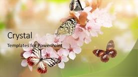  Presentation with free pediatric - Presentation design enhanced with spring blossoms with exotic butterfly background and a soft green colored foreground