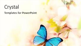  Presentation with butterfly - Cool new slide set with spring blossoms with exotic butterfly backdrop and a cream colored foreground